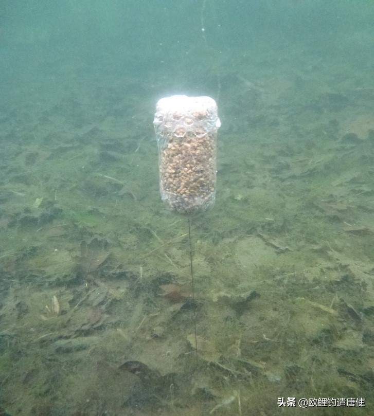 外国人钓鱼打窝技巧,老外用超大饵钓鱼