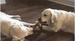 狗狗贪玩贪吃停不下来?专业训犬师教你如何让狗狗“适可而止”