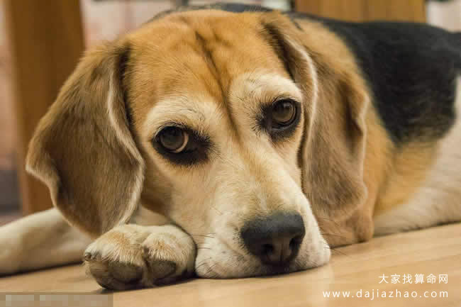 2020年12生肖时运表,十二生肖2020年事业运排行榜