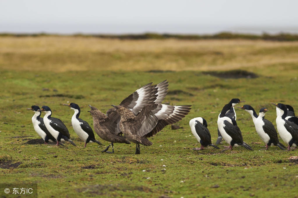 南极旅行究竟是什么感受,去南极旅行值不值得