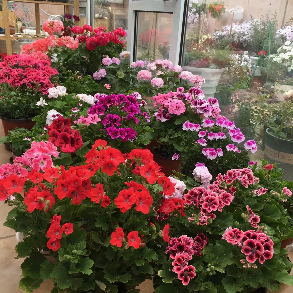 虎刺梅大花品种磷酸二氢钾,磷酸二氢钾促花促果用多少倍