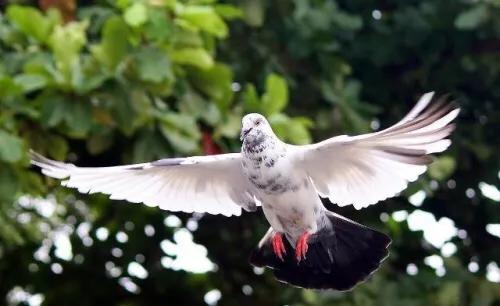 赛鸽代谢对人体有什么影响,赛鸽最有效的排酸办法