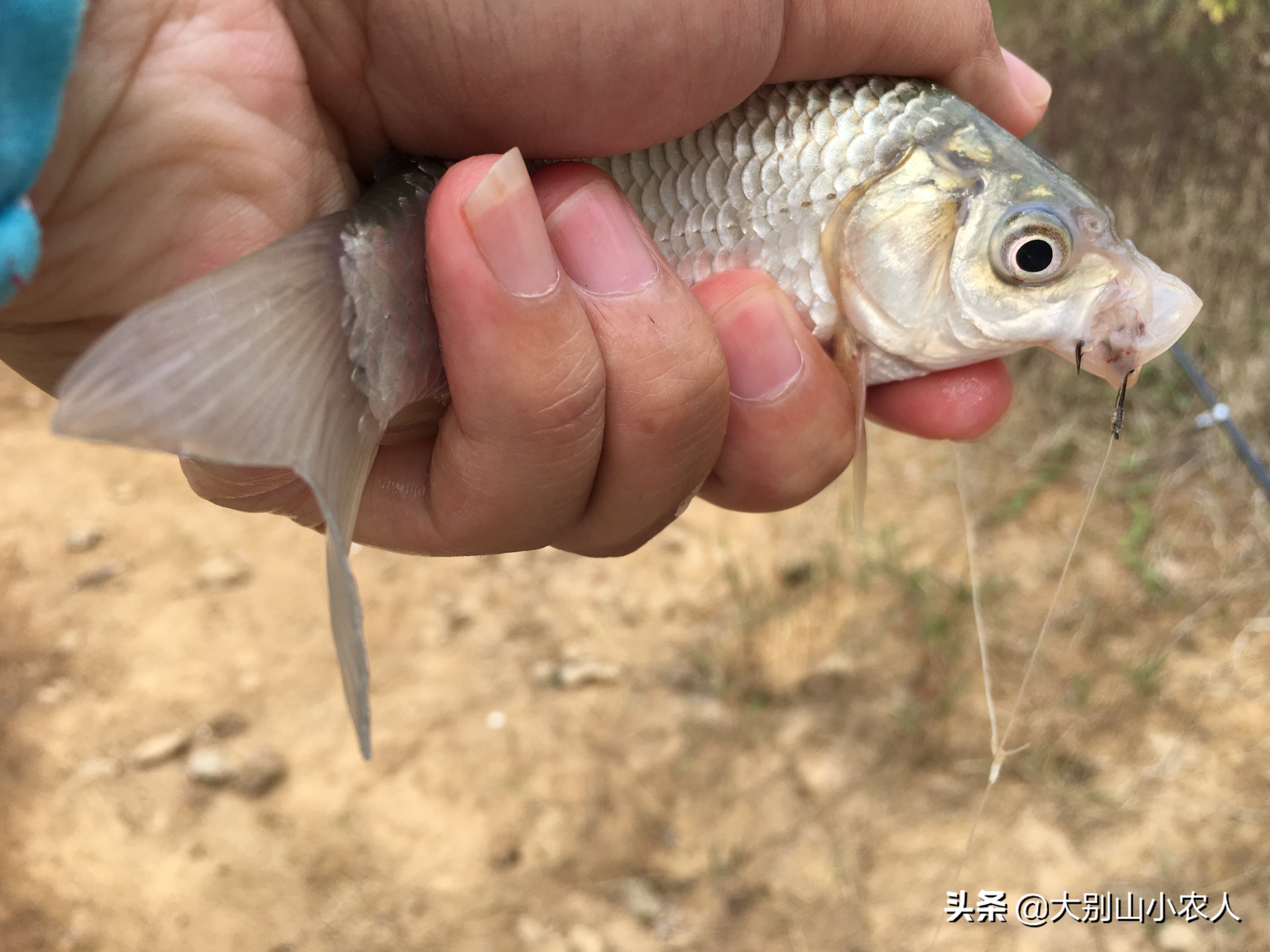 九九又重阳，串钩钓鱼忙。深度解析串钩钓法，让大板鲫带你一起飞
