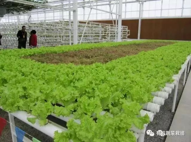 无土栽培技术科普知识大全,无土栽培的优点大家可以了解一下