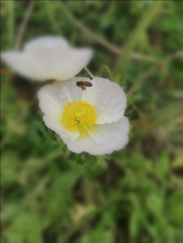 厦门园博苑带娃游玩攻略,厦门遛娃公园