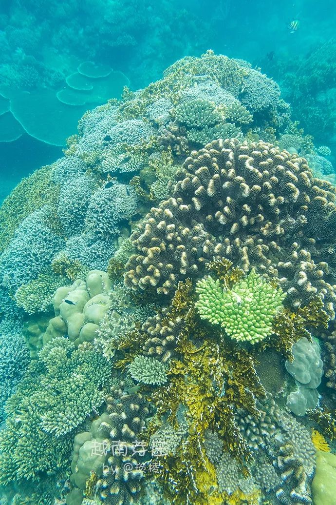 中国可浮潜的海湾,世界最美且可以浮潜十大海滩