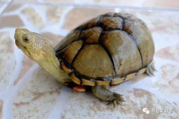 龟的各个器官的作用,龟类有哪几种类