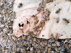 冬季蜜蜂没有蜜源怎么生存？有经验的蜂农这样做