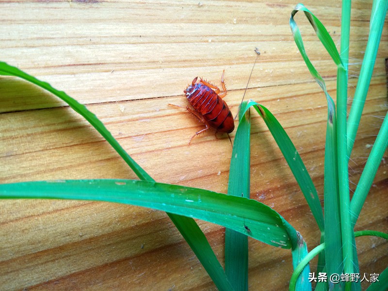 养蜂技术视频蜂王管理,养蜂人蜜蜂养殖技术