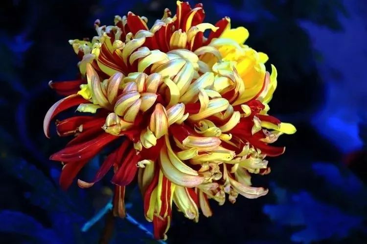 花中四君子菊花国画用笔,花中四君子菊花高清图片