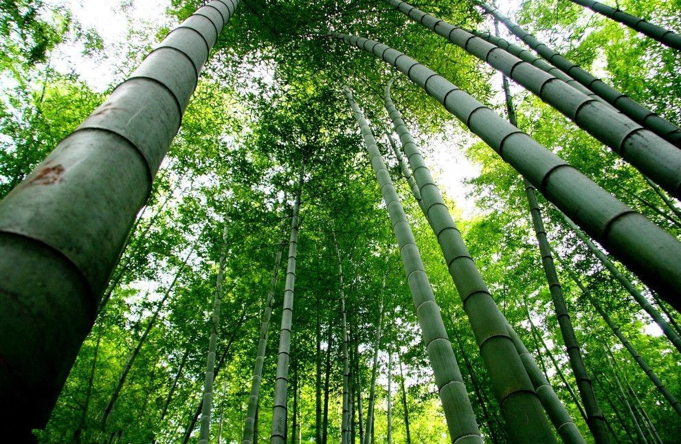 江苏安徽交界竹海,江苏竹林面积多少亩