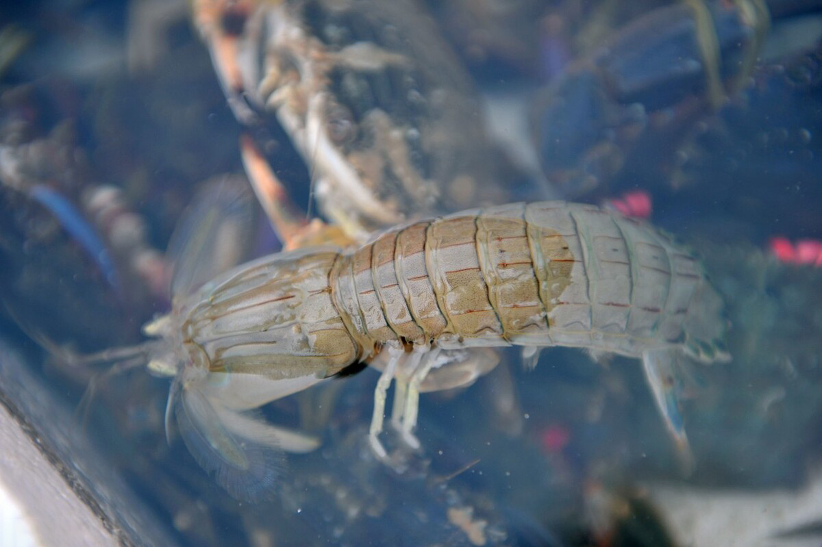 如何挑选皮皮虾的正确方法,皮皮虾该怎么选到母的
