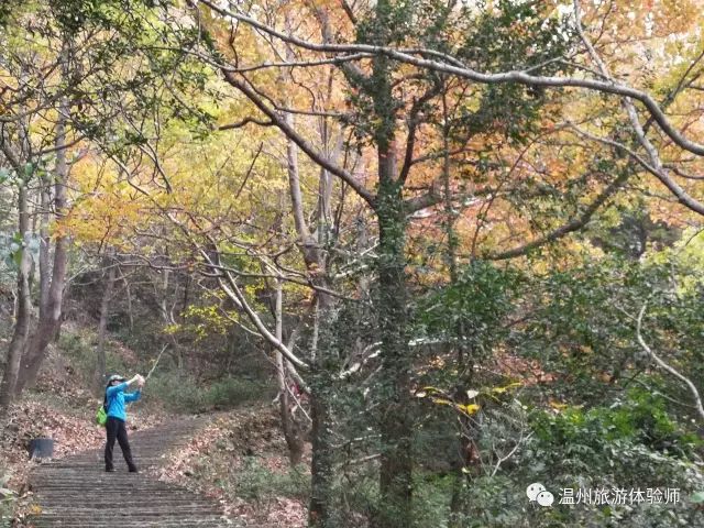 茶山寻幽处全文,茶山美景如仙境