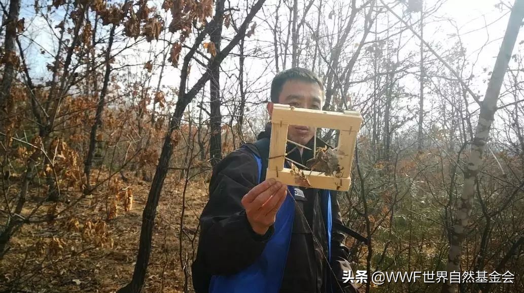 守护王者归来，邀你来画虎