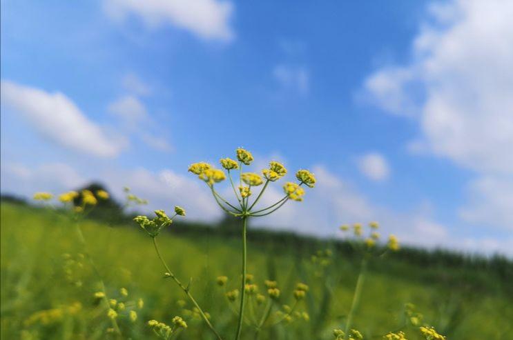 生态宜居家园风景,生态环境美丽家园