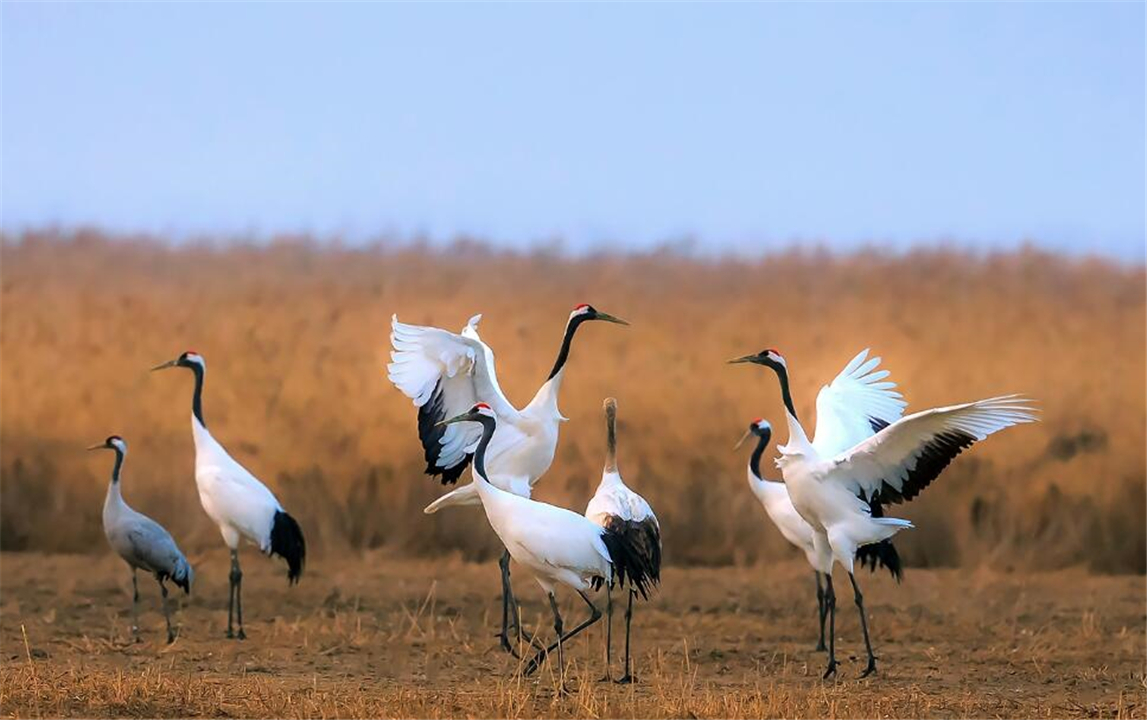 因为太萌差点成为“国鸟”的小肥啾:美丽在可爱面前一无是处