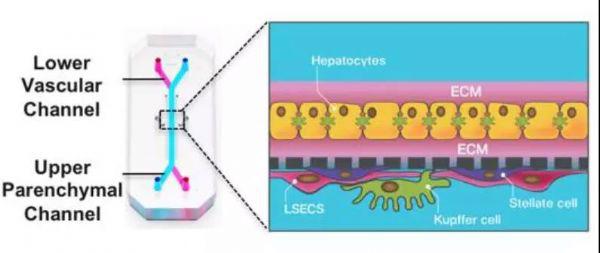 前沿生物医疗创新趋势,中国生物芯片关键技术突破