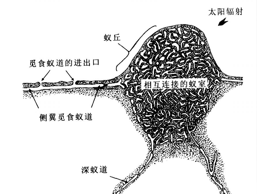 红火蚁侵入时的毒性是什么程度,红火蚁已入侵12省份专家支招