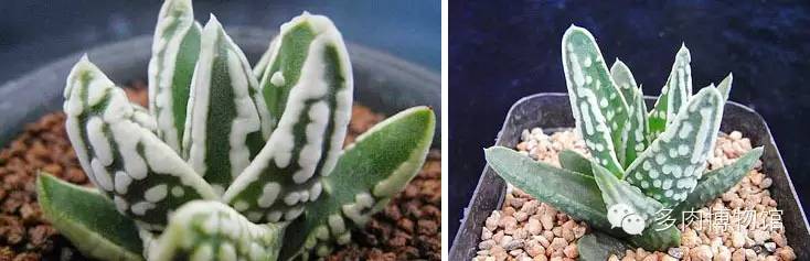 天使之泪多肉老桩,天使之泪多肉状态图