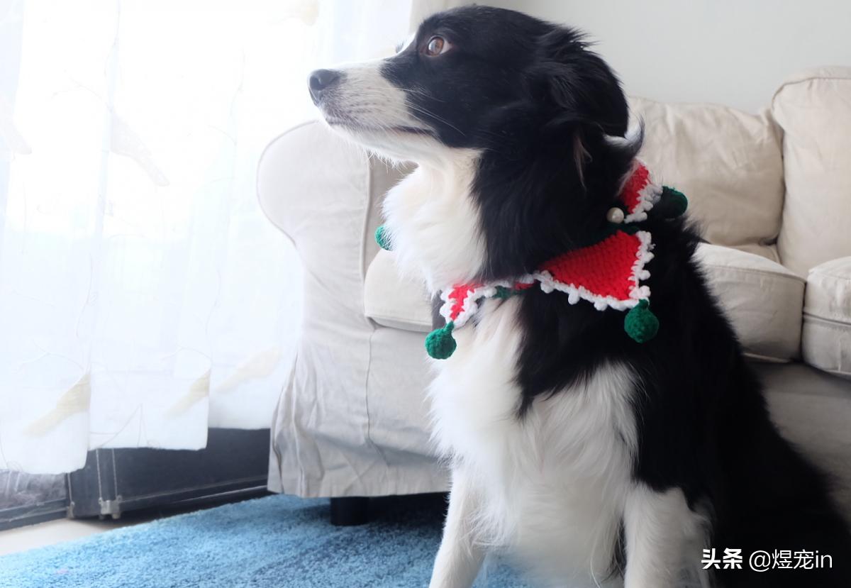 边牧狗狗流眼泪,边牧狗狗有点流鼻涕可以打疫苗吗