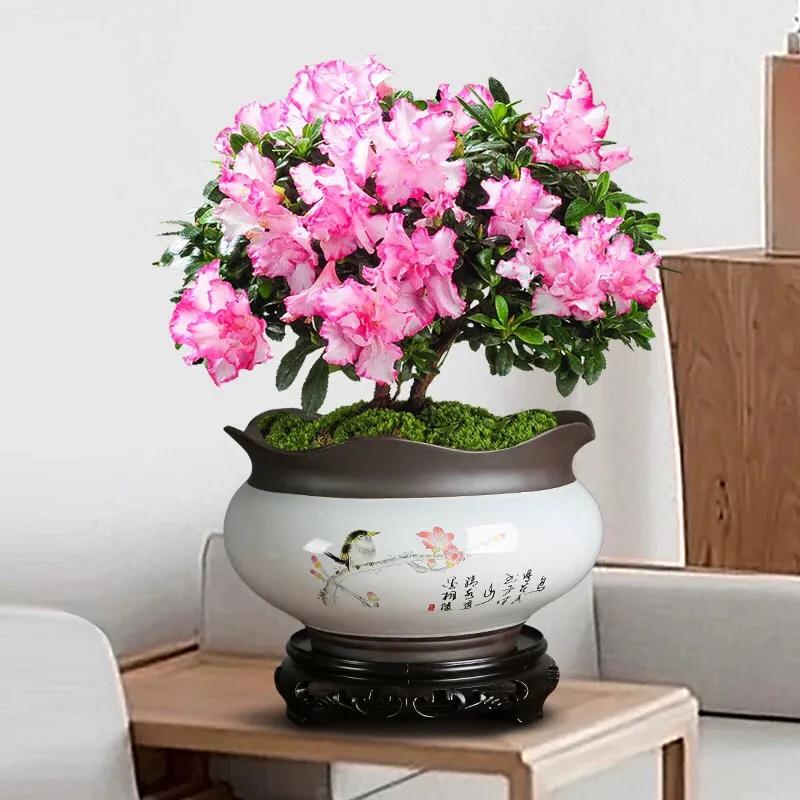 如何防止盆栽植物烂根的方法,盆栽植物僵苗的原因