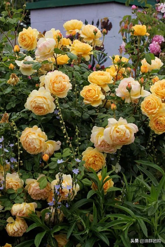 月季哪些品种大花又香,月季哪些品种花期长耐阴耐寒耐旱