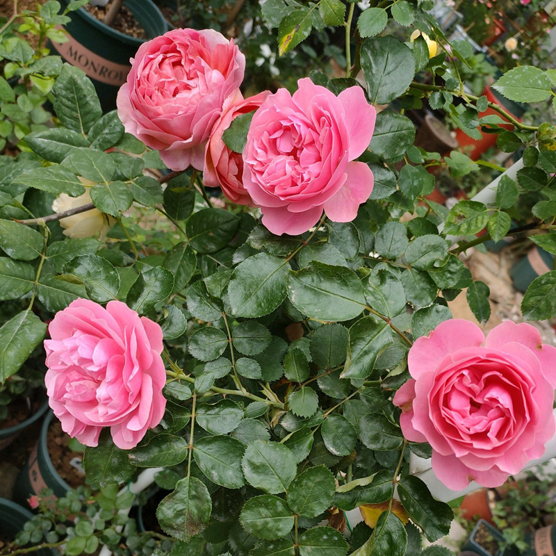 月季根腐烂怎么补救,月季根系烂如何补救