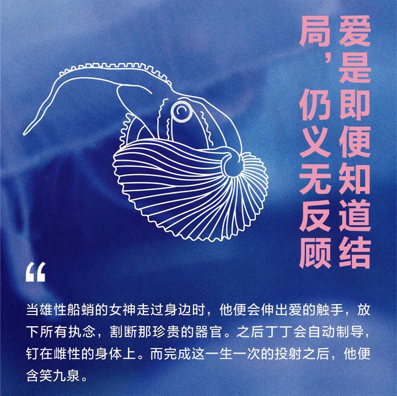 章鱼是如何交配的？一个用“鼻孔”繁殖的生物