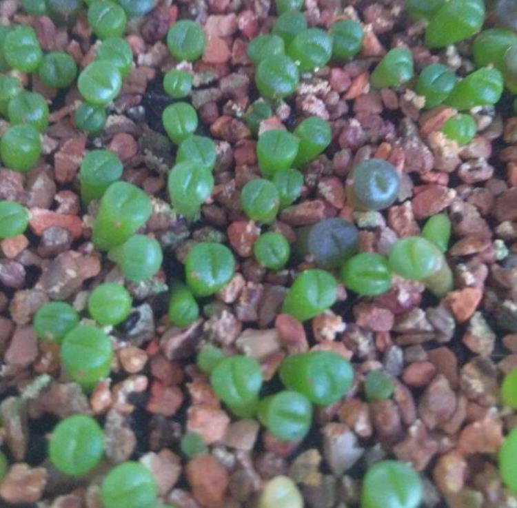 怎么促进生石花开花,生石花怎么生根快