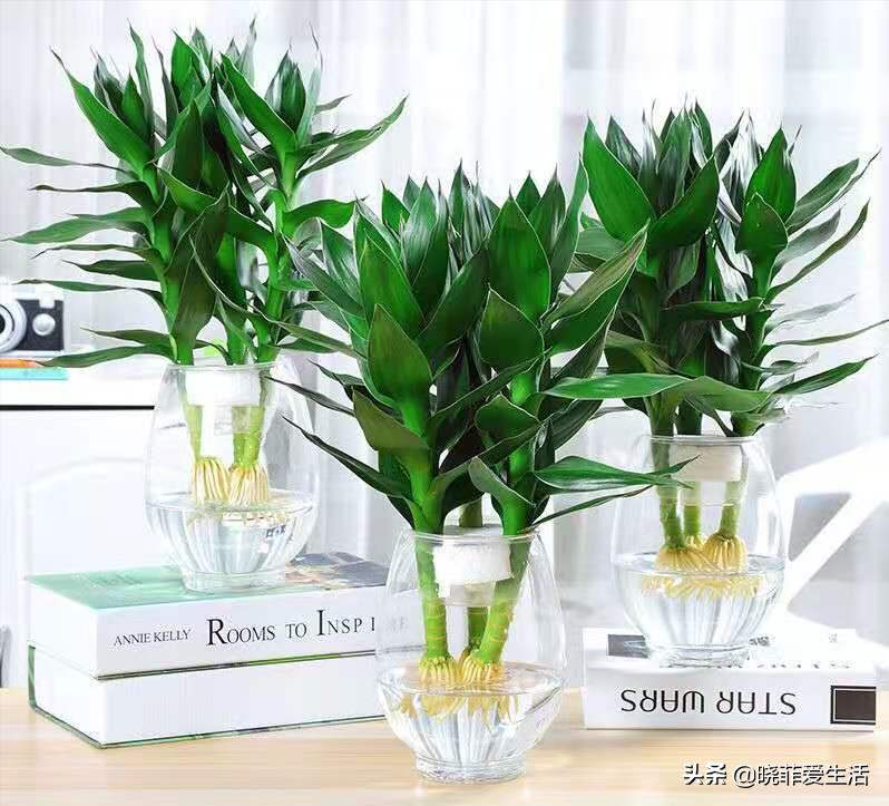 招财转运富贵竹怎么养时间长,家中养5种竹富贵不俗护家祥瑞
