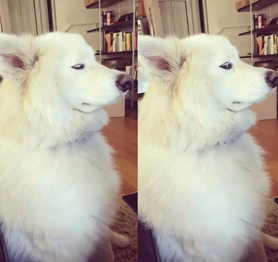 别再说笼养狗狗不好了,小恶魔萨摩耶