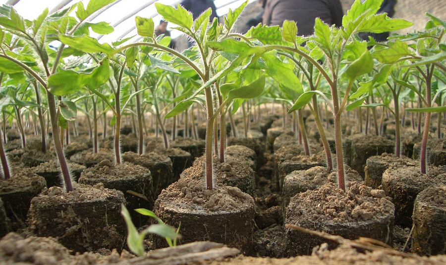 便宜又好种的小苗,便宜苗子