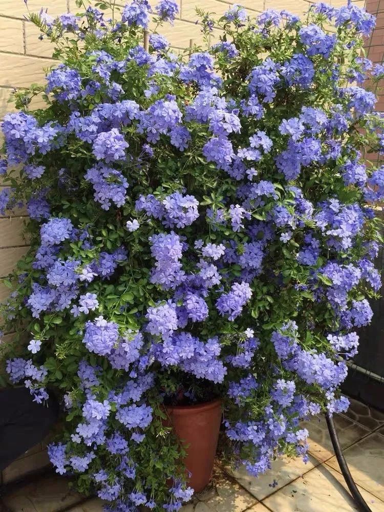 哪些花是开花机器,开花最香最好看繁殖能力还强的花