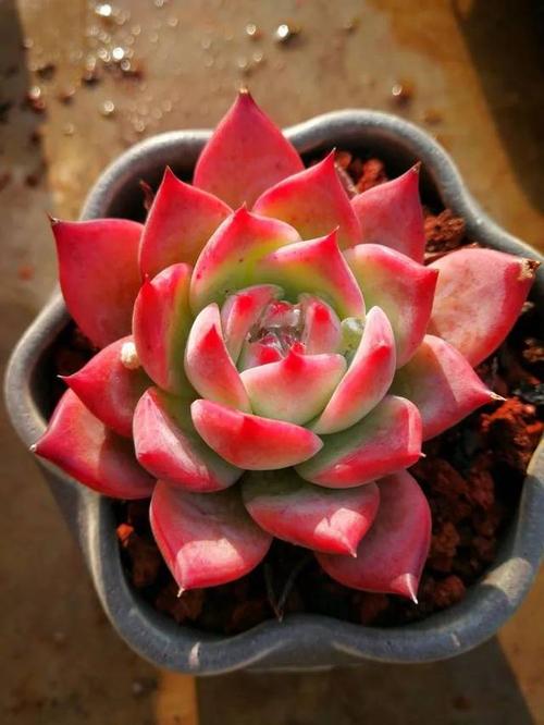 100种常见多肉植物图鉴收藏,1000种多肉植物图鉴及名字