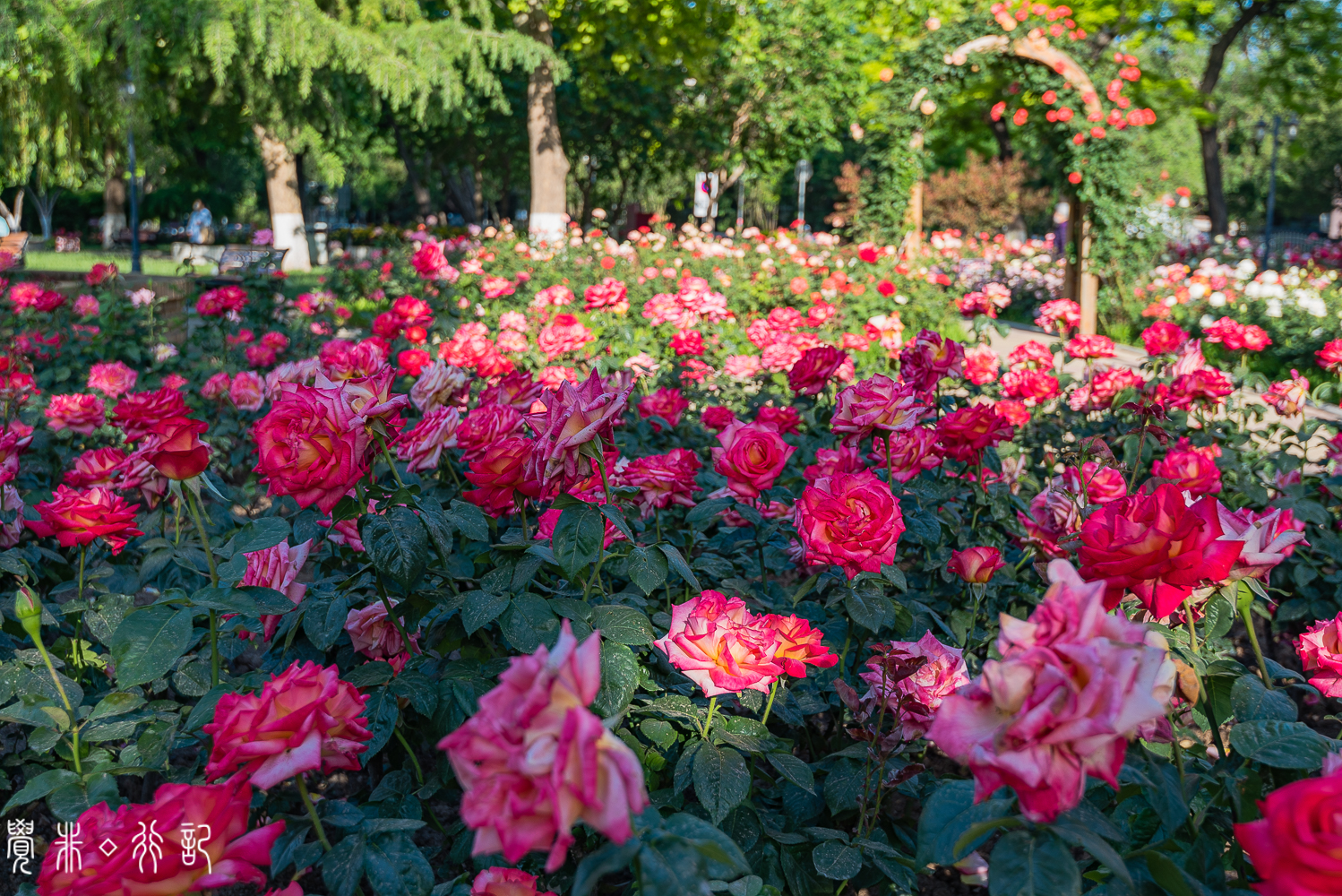 月季花中国特有品种,从中国运到欧洲的四种月季