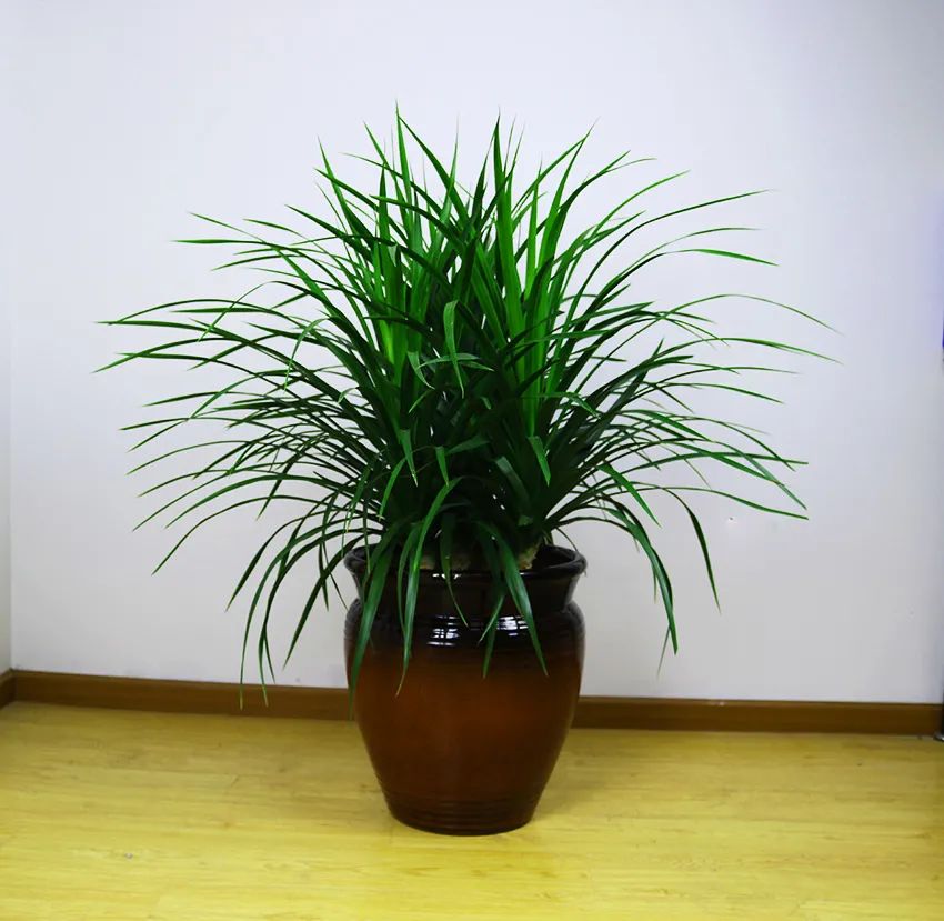 龙须树步步高升,龙须树好运