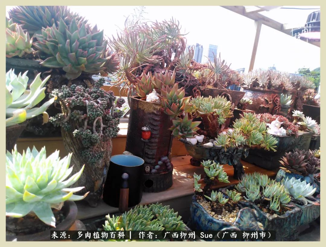 艳阳高照凉爽贵州,我要勤快地捕捉美好!(二)