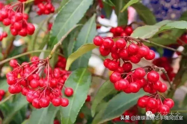 100种常见花卉植物图谱,100种花卉素描图谱