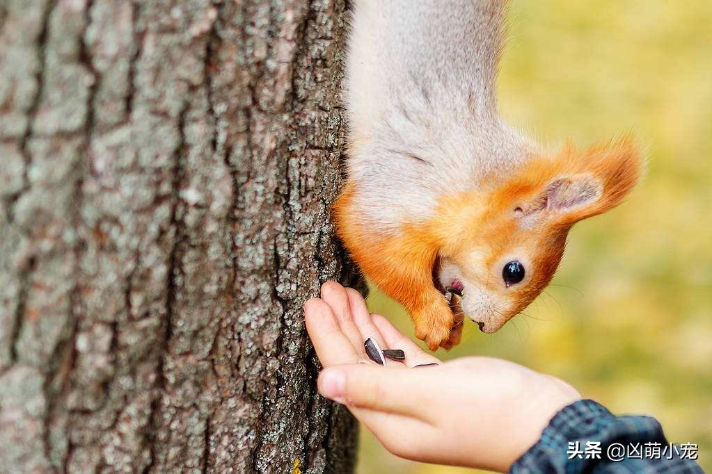 松鼠病的症状,松鼠病用什么药