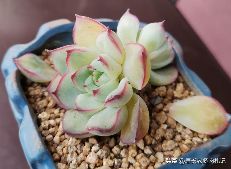 多肉可以淋雨吗冬天,多肉冬天可以淋雨吗