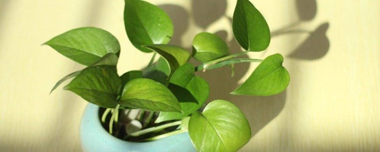 种植绿萝的方法和技巧,种植绿萝方法与技巧