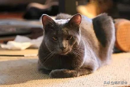 猫被蜜蜂蜇了涂什么好,猫咪被蜜蜂蜇了怎么办