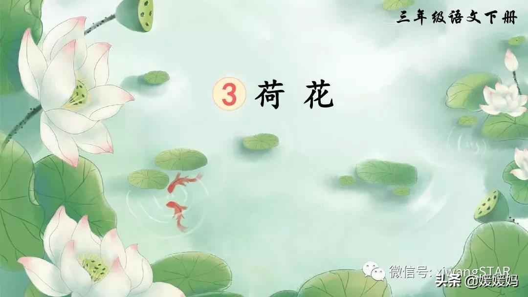 三年级下册荷花ppt课件部编版,三年级下册语文第三课荷花小练笔