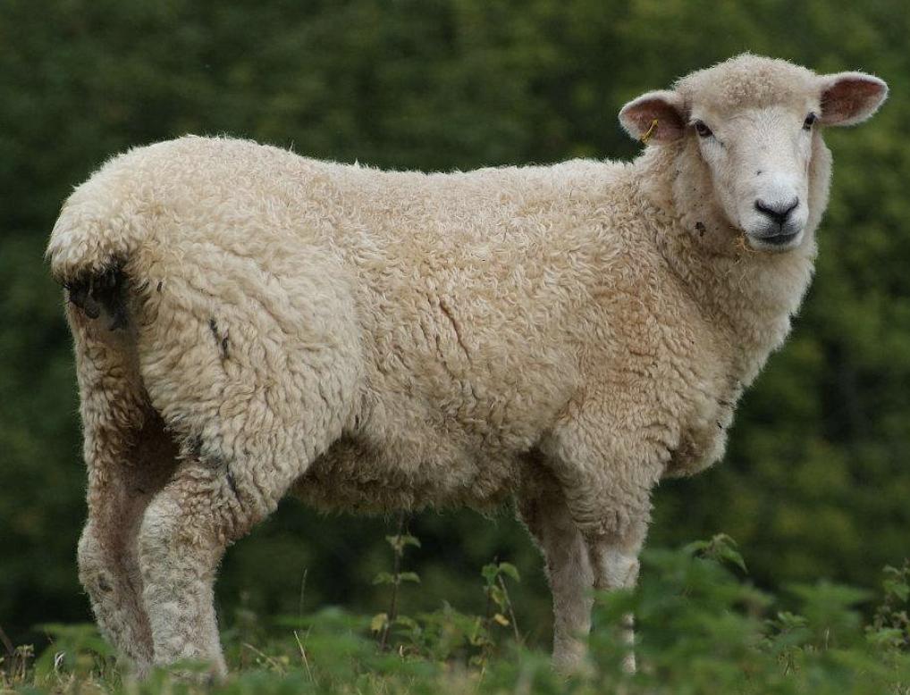 26个字母发音及音标对应的单词,26个字母的a发音及对应单词的发音