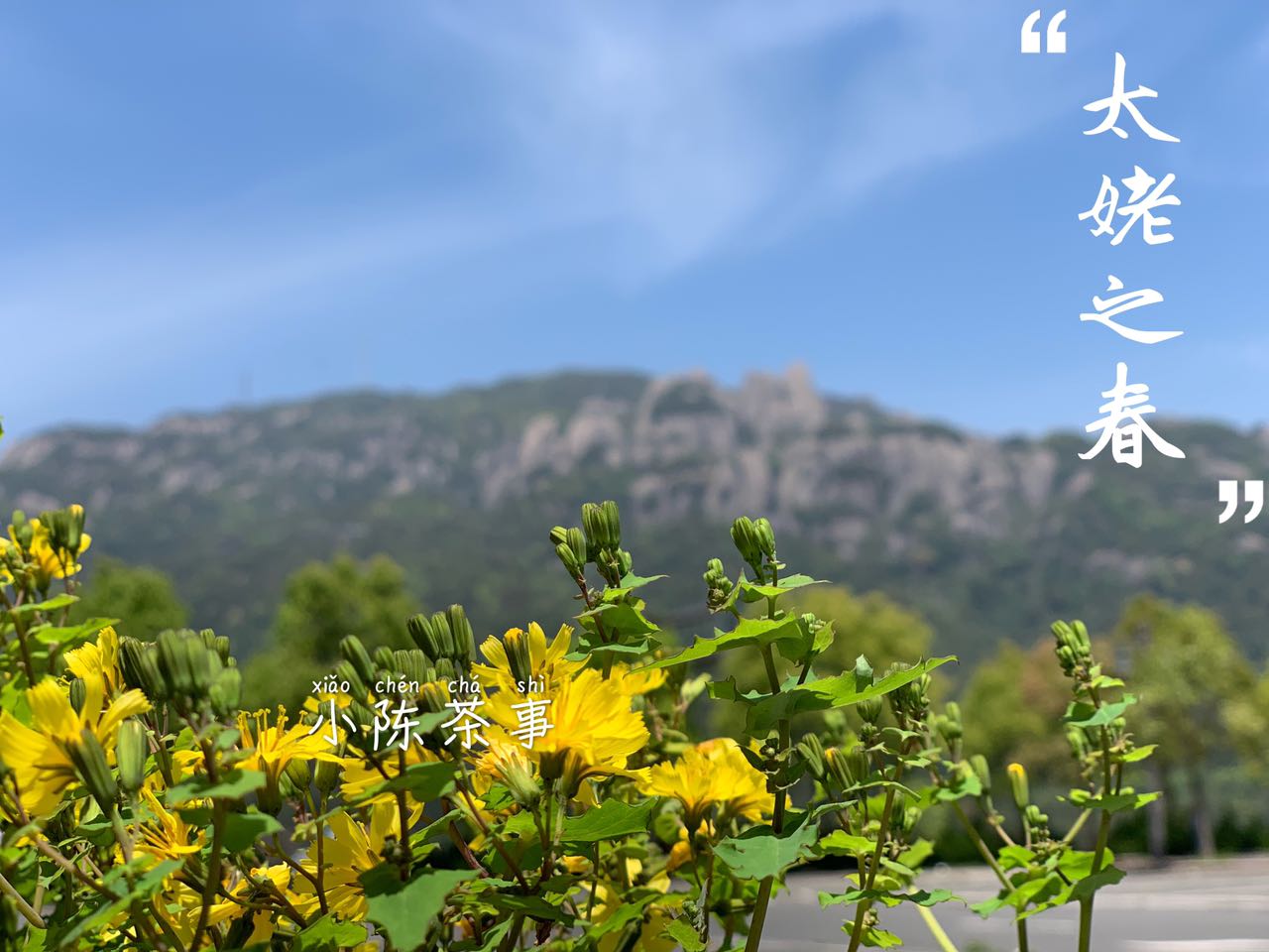 泡白茶的六种注水方式您注意过吗,白茶快速注水方法视频