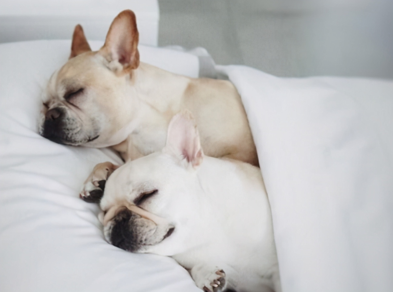 狗狗总打呼噜怎么回事,狗狗睡觉打呼噜经常四肢抽搐