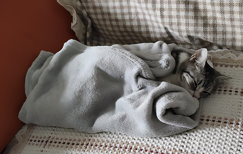 团子猫传腹治好了吗,团子的猫传腹