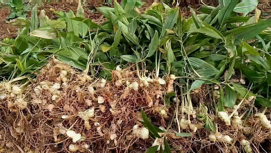 价格年年上涨，接近80元一斤，市场存货不多，网友：吃不起