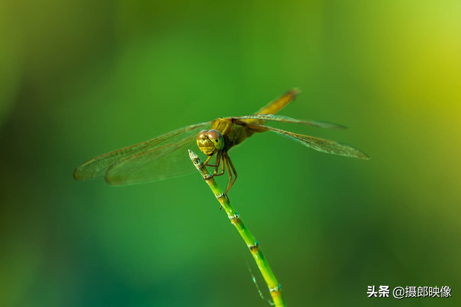 鍎挎椂璁板繂鐨勭孩铚昏湏,鍎挎椂鐨勭孩铚昏湏