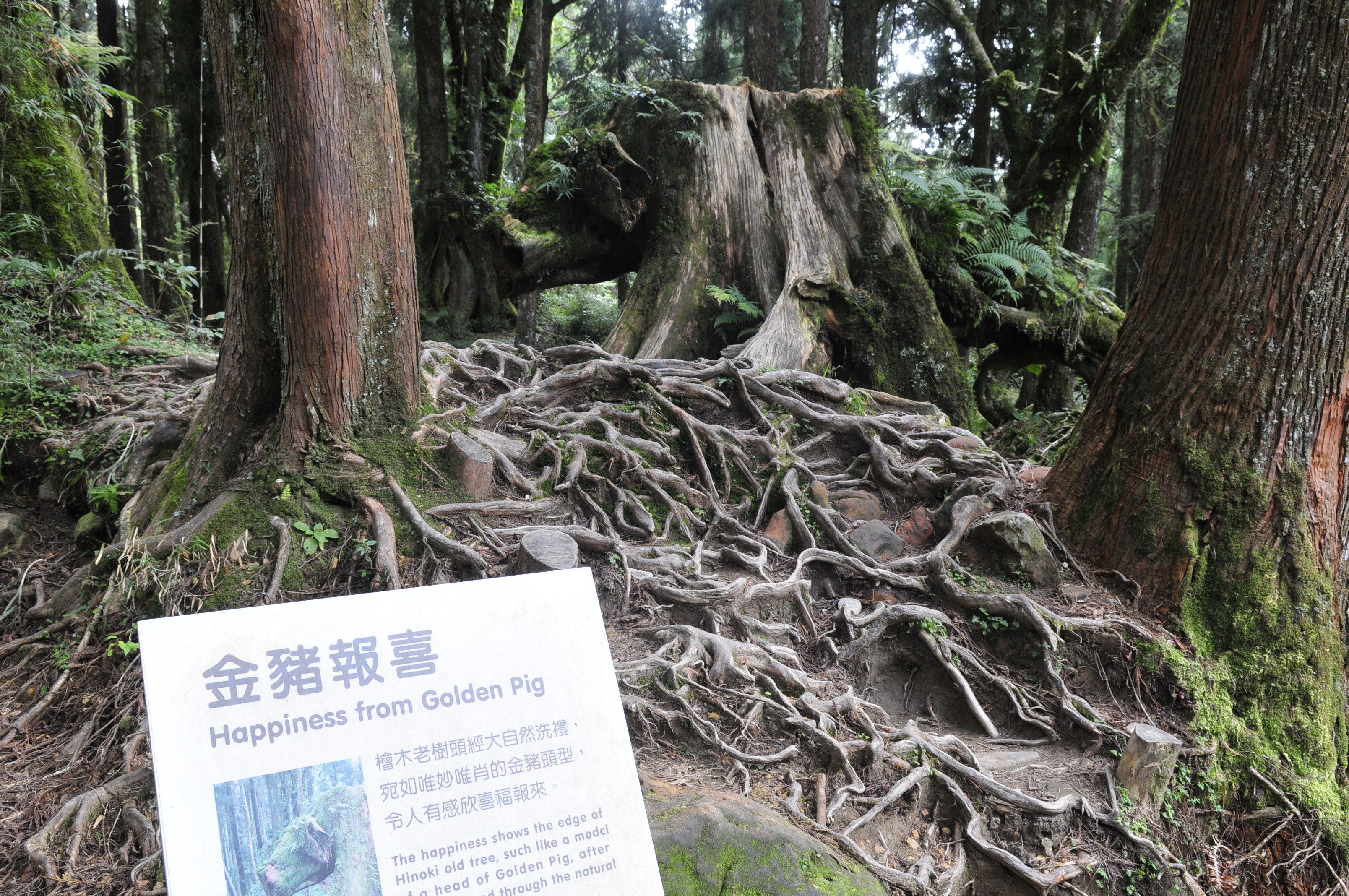 阿里山的故事告诉我们什么,台湾古树的故事